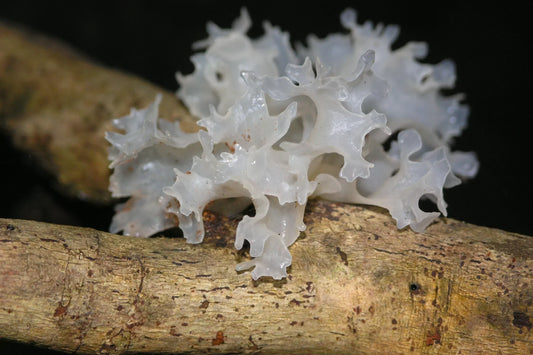 Snow Fungus Benefits: Comparing Snow Fungus to Other Functional Mushrooms