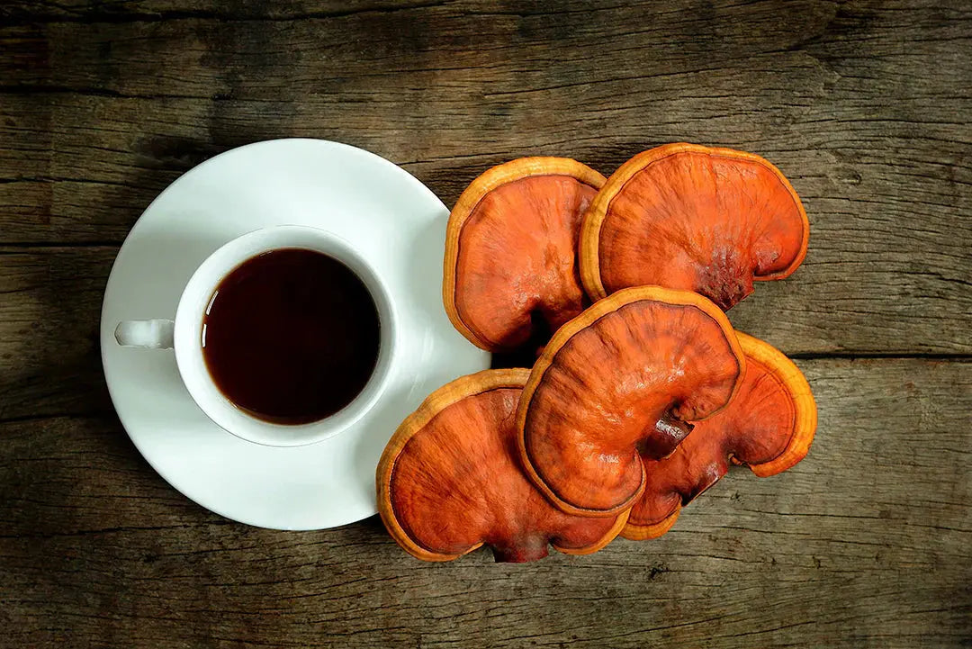 How to Make the Perfect Reishi Tea Mógū