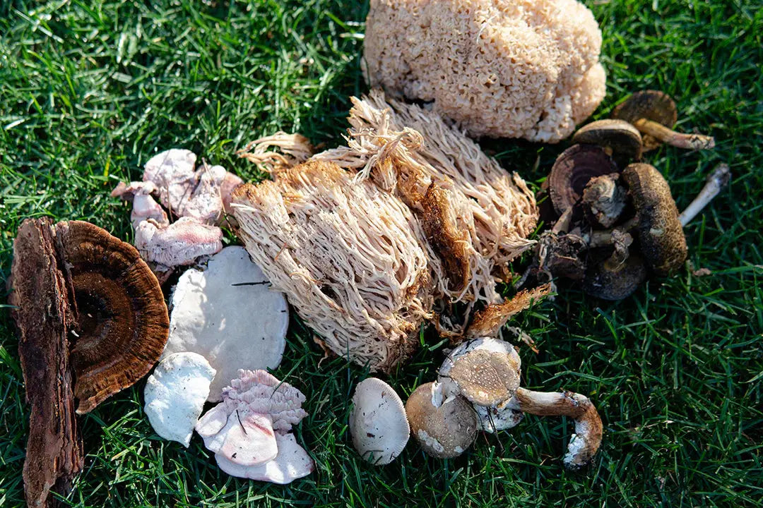 Best Mushroom Supplements for 2024: Science-Backed Options Mógū