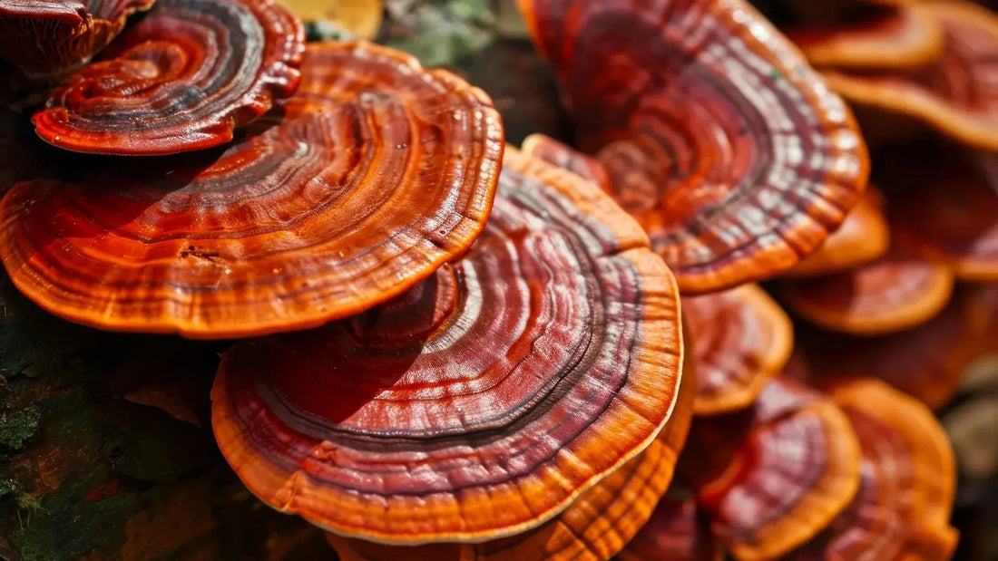 Reishi Mushroom Benefits for Skin Mógū