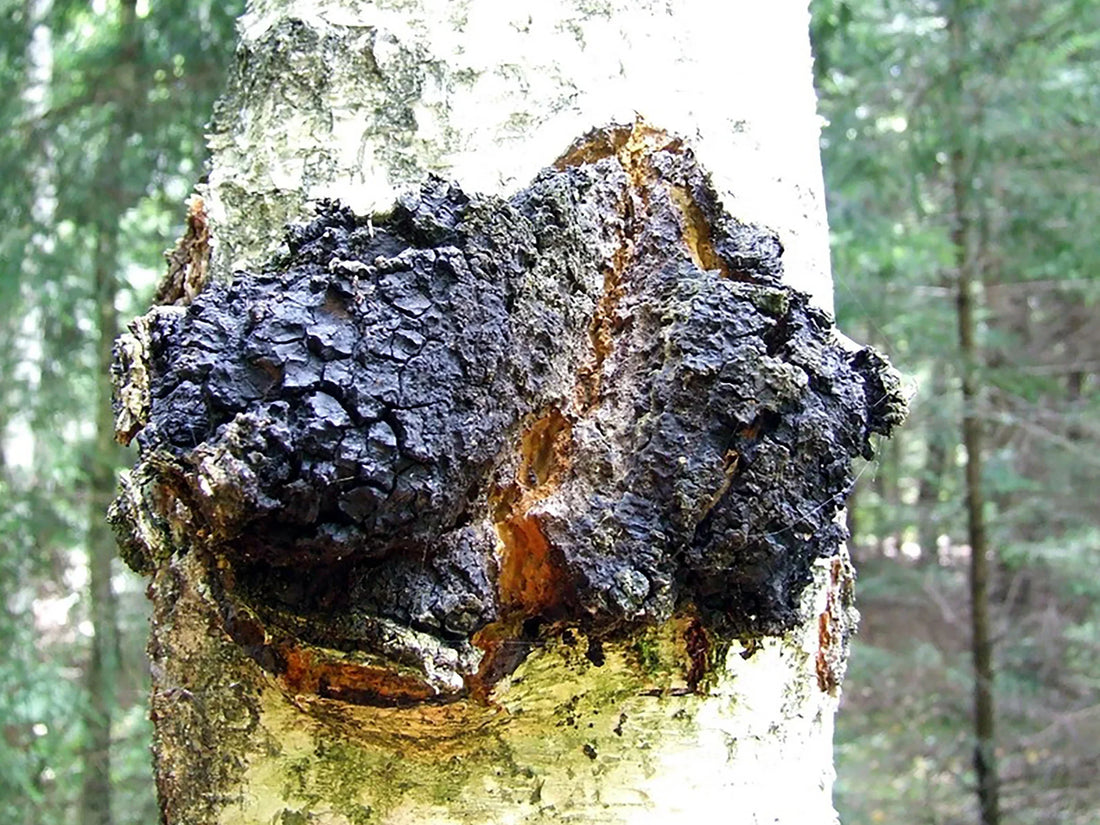 Chaga Mushrooms, "The King of Mushrooms", scientifically known as Inonotus obliquus