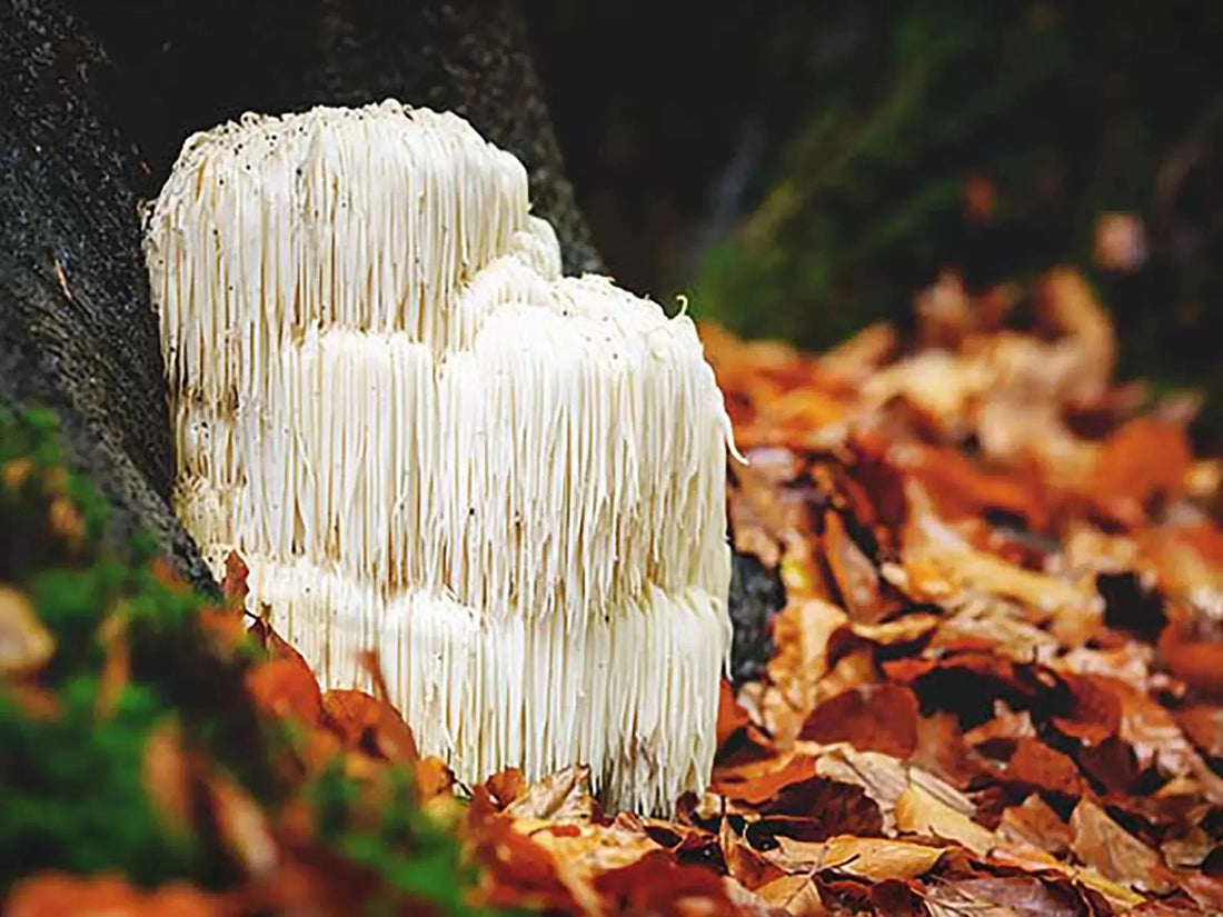 Here are a few of the many benefits of Lion's Mane Mushroom Mógū