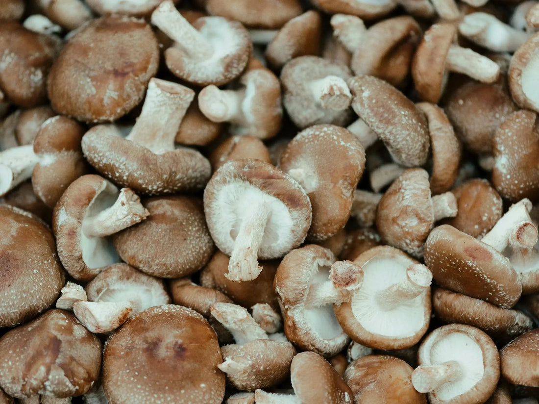 Shiitake Mushroom Extract in Self-Care: A Natural Boost for Your Routine Mógū