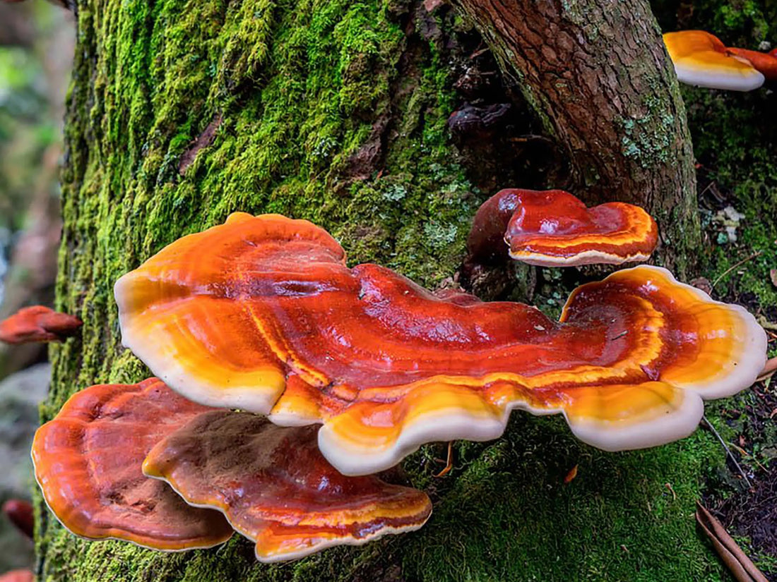 Reishi Mushroom, (Ganoderma lucidum) or Lingzhi Mushroom Mógū