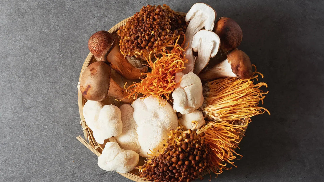 How to Choose the Right Mushroom Extract for Your Needs Mógū
