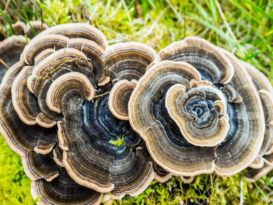Our Relationship with Fungi Mógū