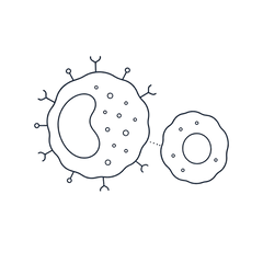 Polysaccharide-K (PSK)
